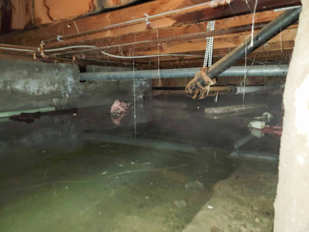 Best Water damage restoration near me  in Independence, LA